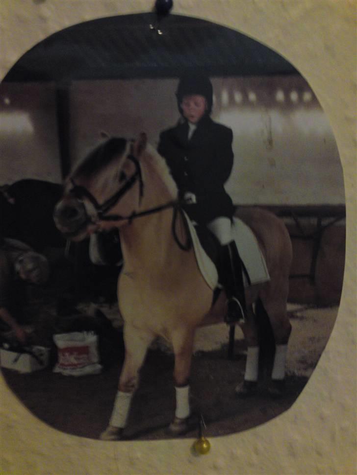 Fjordhest Lyngbjergs Frederik (R.I.P) - inden vi skal ud at varme up til dressur. 2005 #´ foto: mor billede 11