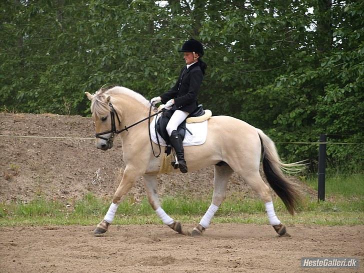 Fjordhest Valdemar (simba) billede 10