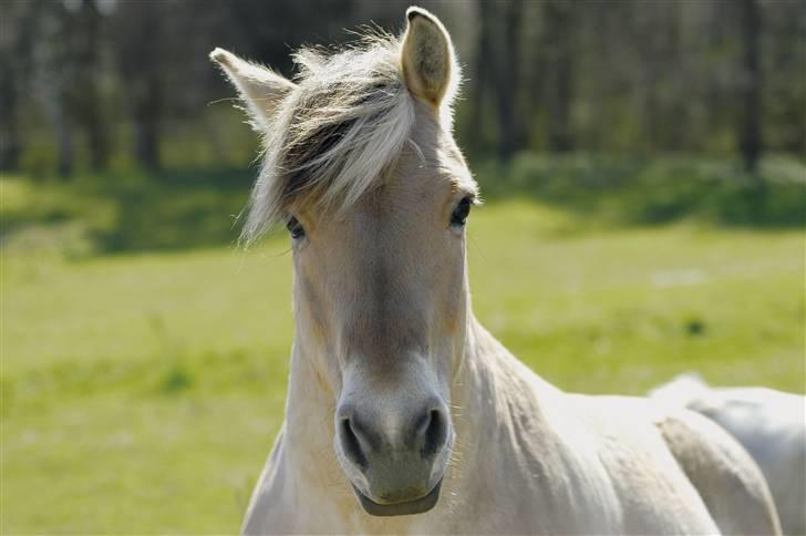 Fjordhest Pyrus R.I.P. :'( - Det skønneste foldbillede fra 2009 billede 17