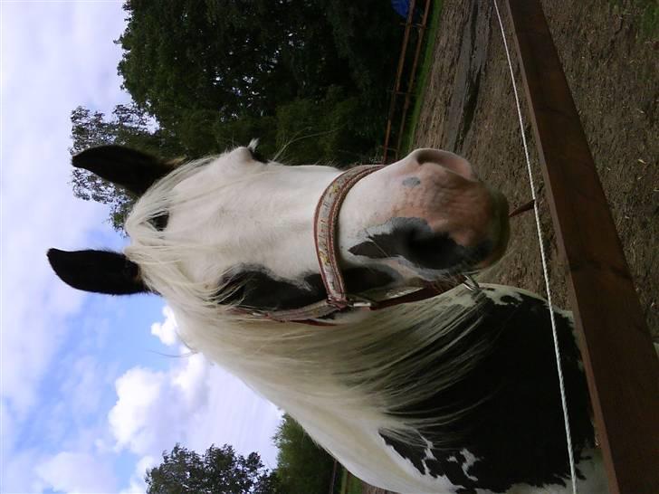 Tinker Nikitta <3 - Elsker dig <3 billede 6