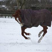 Trakehner Montana's Monica