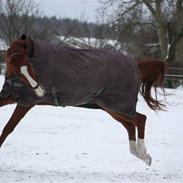 Trakehner Montana's Monica