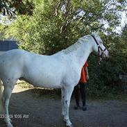 Appaloosa Matcho Solgt og savnet!!!