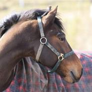 Hollandsk Sportspony Heart Of Stone(L)