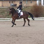 Hollandsk Sportspony Heart Of Stone(L)