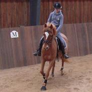 Anden særlig race Alfi