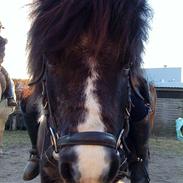 Shetlænder lille perle 