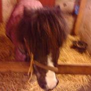 Shetlænder lille perle 