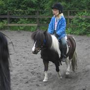 Shetlænder lille perle 