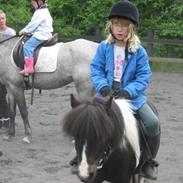 Shetlænder lille perle 