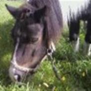 Shetlænder lille perle 