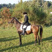 Anden særlig race Nordvangs Oliver.