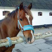 New Forest freedom.<3 *RIP* savnet! <3 <3