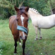 New Forest freedom.<3 *RIP* savnet! <3 <3