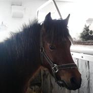 Anden særlig race Bella Donna