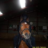 Anden særlig race Bella Donna