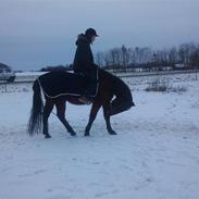 Anden særlig race Plys - part.