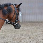 Anden særlig race Bella Donna