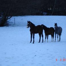 Dansk Varmblod Svanegaardens Zachdroneur