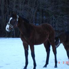 Dansk Varmblod Svanegaardens Zachdroneur