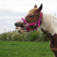 Anden særlig race Tango Lady.