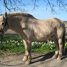 Fjordhest Claus