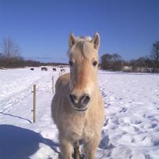 Fjordhest Claus