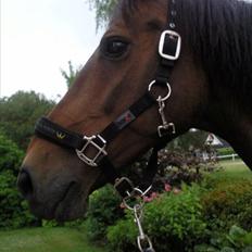 Trakehner Mercedes Lobell *Savnet*