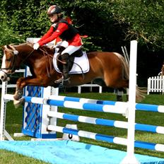 Welsh Pony af Cob-type (sec C) Tarzan *B-PONY* Solgt & savnet:´(