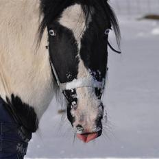 Irish Cob Blue Eyes [Himmelhest]