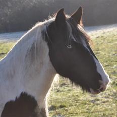 Irish Cob Blue Eyes [Himmelhest]