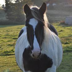 Irish Cob Blue Eyes [Himmelhest]