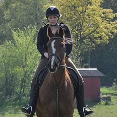 Mecklenburger Mercy 19 [Himmelhest]