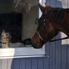 Mecklenburger Mercy 19 [Himmelhest]