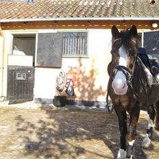 Irsk Sportspony Score Kaj