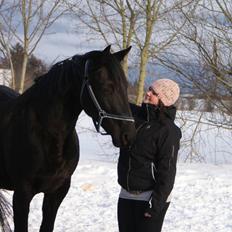 Dansk Varmblod Jasmin