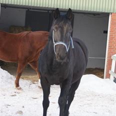 Dansk Varmblod Jasmin