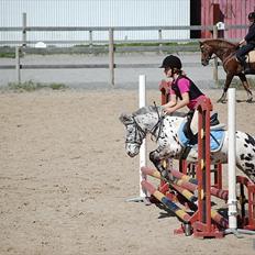 Knabstrupper Asterix<3