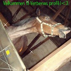 Irish Cob Verbena Savnet. Tidl part