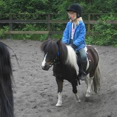 Shetlænder lille perle 