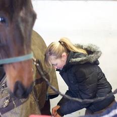 Dansk Varmblod Santiana - SOLGT!