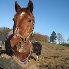 Anden særlig race Marco •Gl. passer•