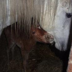 Welsh Partbred (Sec F) Kjærgaards Joy R.I.P.