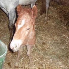 Welsh Partbred (Sec F) Kjærgaards Joy R.I.P.