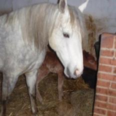 Welsh Partbred (Sec F) Kjærgaards Joy R.I.P.