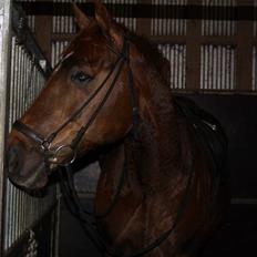 Dansk Varmblod Lando Alsidig