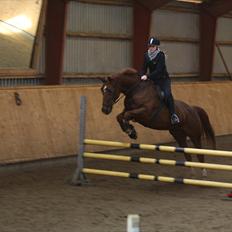 Dansk Varmblod Lando Alsidig