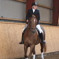 Dansk Varmblod Lando Alsidig