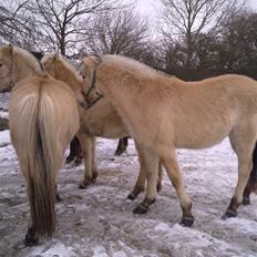 Fjordhest Conet Vinstrup