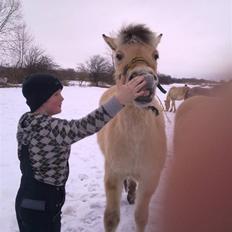Fjordhest Conet Vinstrup